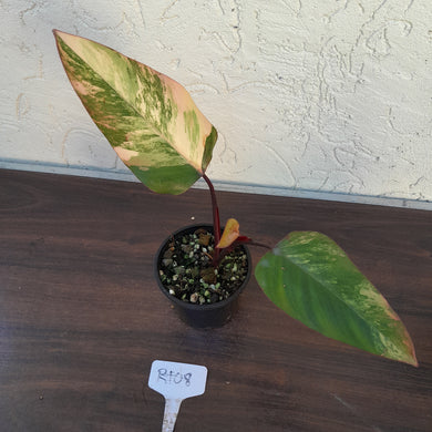 #R108 Philodendron Strawberry Shake