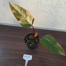 Load image into Gallery viewer, #R108 Philodendron Strawberry Shake