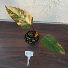 Load image into Gallery viewer, #R108 Philodendron Strawberry Shake