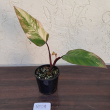 Load image into Gallery viewer, #R108 Philodendron Strawberry Shake