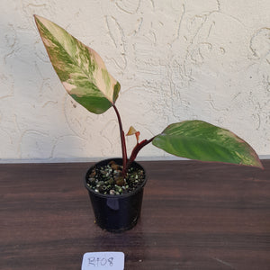#R108 Philodendron Strawberry Shake