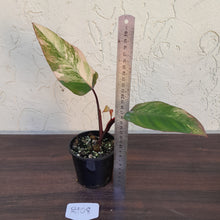 Load image into Gallery viewer, #R108 Philodendron Strawberry Shake