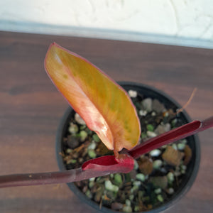 #R108 Philodendron Strawberry Shake