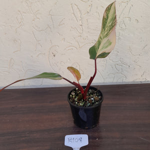 #R108 Philodendron Strawberry Shake