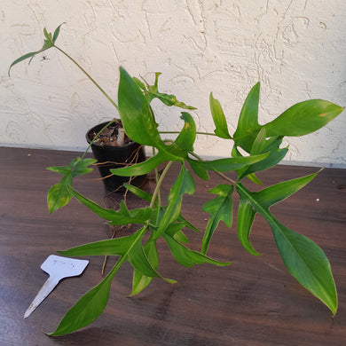 #D74 Philodendron Glad Hands