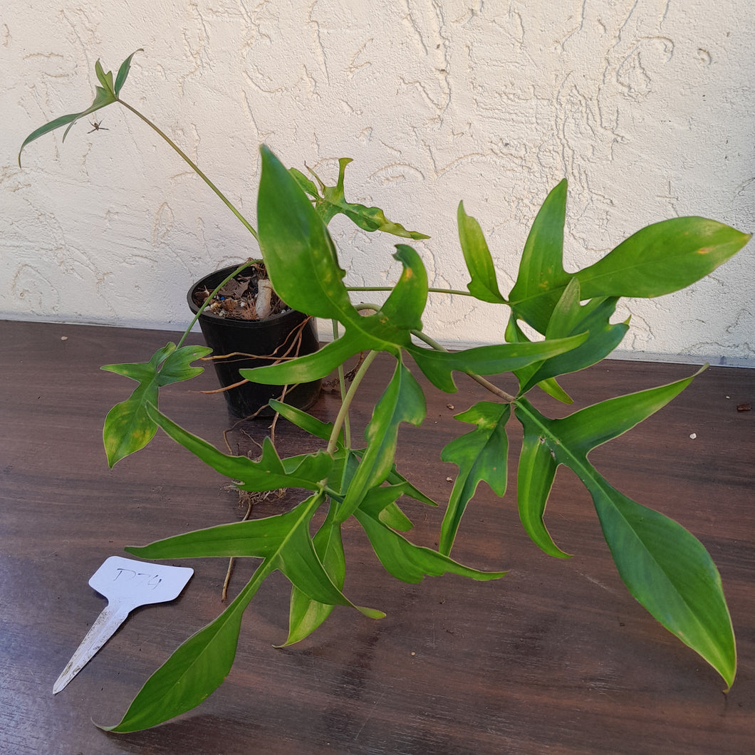 #D74 Philodendron Glad Hands