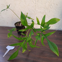 Load image into Gallery viewer, #D74 Philodendron Glad Hands