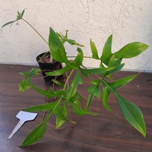 Load image into Gallery viewer, #D74 Philodendron Glad Hands
