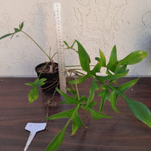 Load image into Gallery viewer, #D74 Philodendron Glad Hands