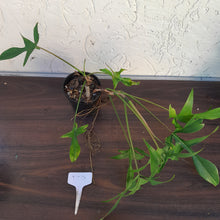 Load image into Gallery viewer, #D74 Philodendron Glad Hands
