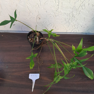 #D74 Philodendron Glad Hands