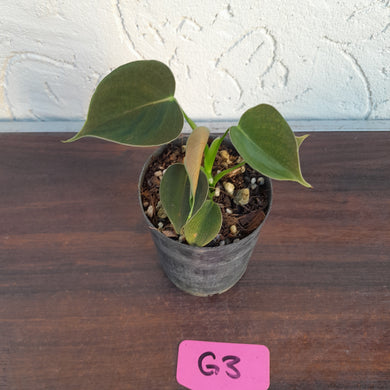 #G3 Philodendron Lupinum