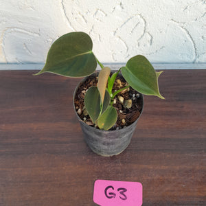 #G3 Philodendron Lupinum