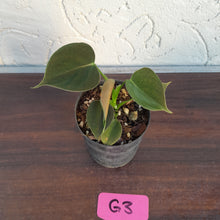 Load image into Gallery viewer, #G3 Philodendron Lupinum