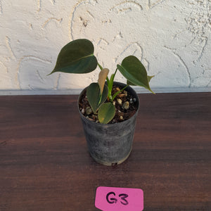 #G3 Philodendron Lupinum