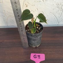 Load image into Gallery viewer, #G3 Philodendron Lupinum