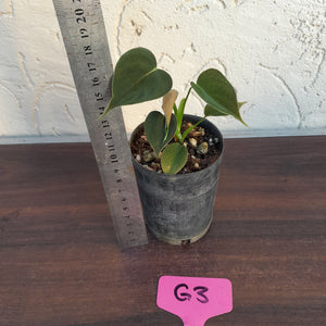 #G3 Philodendron Lupinum