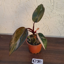 Load image into Gallery viewer, #G20 Philodendron Pink Princess