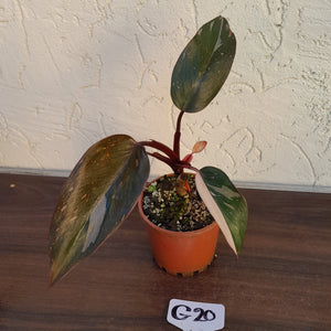 #G20 Philodendron Pink Princess