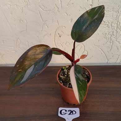 #G20 Philodendron Pink Princess