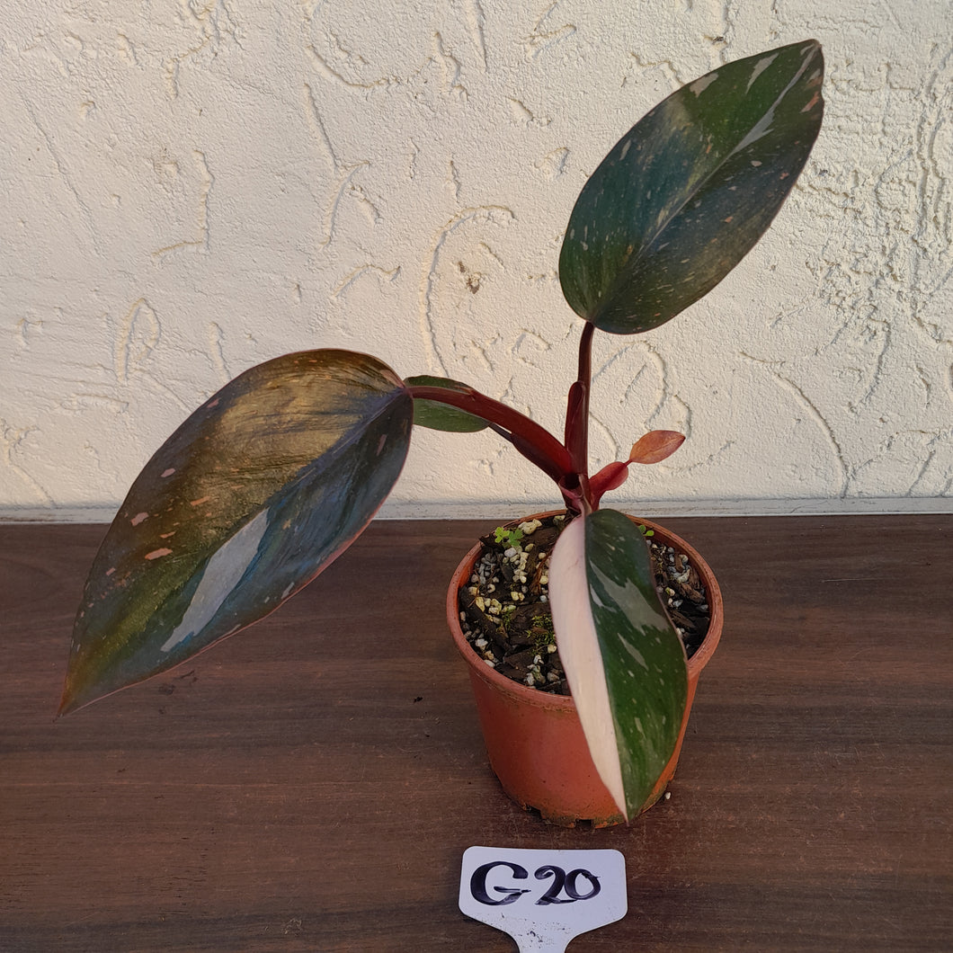 #G20 Philodendron Pink Princess