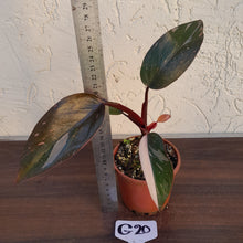 Load image into Gallery viewer, #G20 Philodendron Pink Princess