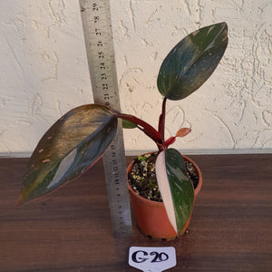 #G20 Philodendron Pink Princess