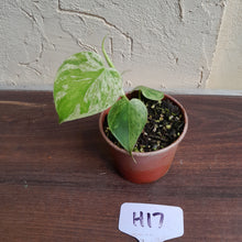 Load image into Gallery viewer, #H17 Variegated Philodendron Heart Leaf