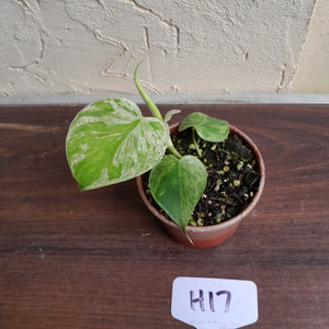 #H17 Variegated Philodendron Heart Leaf