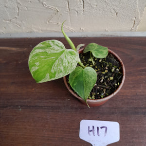 #H17 Variegated Philodendron Heart Leaf