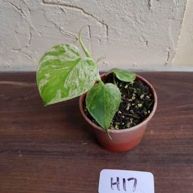 #H17 Variegated Philodendron Heart Leaf