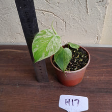 Load image into Gallery viewer, #H17 Variegated Philodendron Heart Leaf