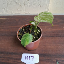 Load image into Gallery viewer, #H17 Variegated Philodendron Heart Leaf