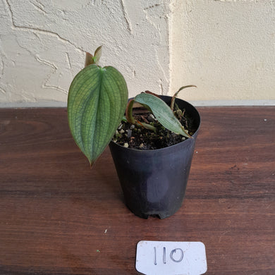 #110 Philodendron Burle Marx Fantasy