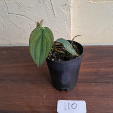 Load image into Gallery viewer, #110 Philodendron Burle Marx Fantasy