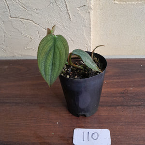#110 Philodendron Burle Marx Fantasy