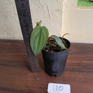 #110 Philodendron Burle Marx Fantasy