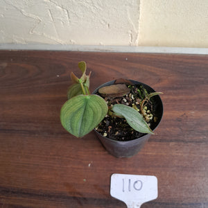 #110 Philodendron Burle Marx Fantasy