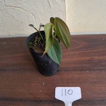 Load image into Gallery viewer, #110 Philodendron Burle Marx Fantasy