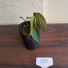 Load image into Gallery viewer, #110 Philodendron Burle Marx Fantasy