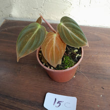 Load image into Gallery viewer, #15c Two x Headed Philodendron Melanochrysum