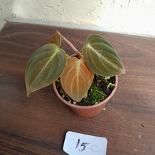 Load image into Gallery viewer, #15c Two x Headed Philodendron Melanochrysum