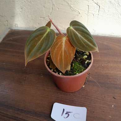 #15c Two x Headed Philodendron Melanochrysum