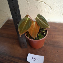 Load image into Gallery viewer, #15c Two x Headed Philodendron Melanochrysum
