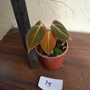 #15c Two x Headed Philodendron Melanochrysum