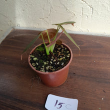 Load image into Gallery viewer, #15c Two x Headed Philodendron Melanochrysum