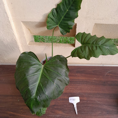 #H125 Philodendron Corsinianum / Bronze Shield