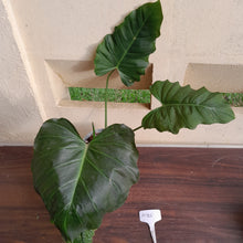 Load image into Gallery viewer, #H125 Philodendron Corsinianum / Bronze Shield