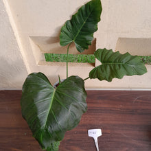 Load image into Gallery viewer, #H125 Philodendron Corsinianum / Bronze Shield