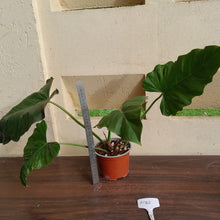 Load image into Gallery viewer, #H125 Philodendron Corsinianum / Bronze Shield